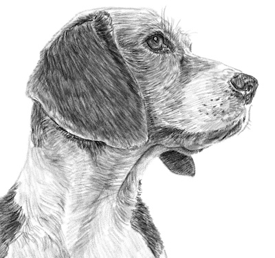 Draw Your Dog Drawing Class