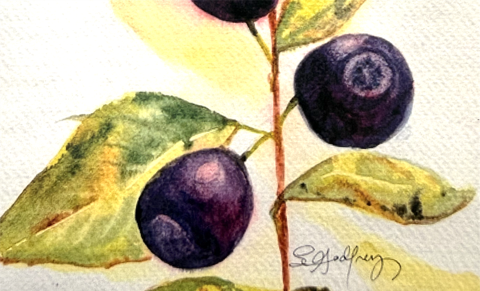 Advance watercolor Techniques