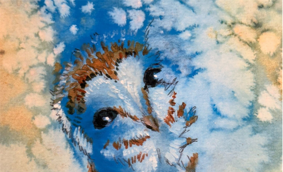 Snowy Owls with Annie Allen